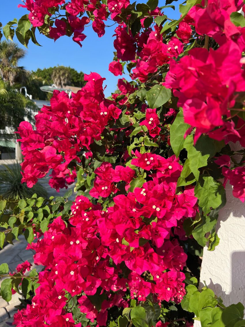 A close up of some flowers on the side of a building