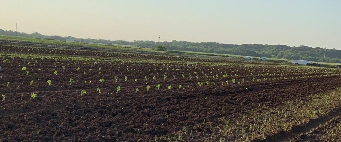 Five Furrows