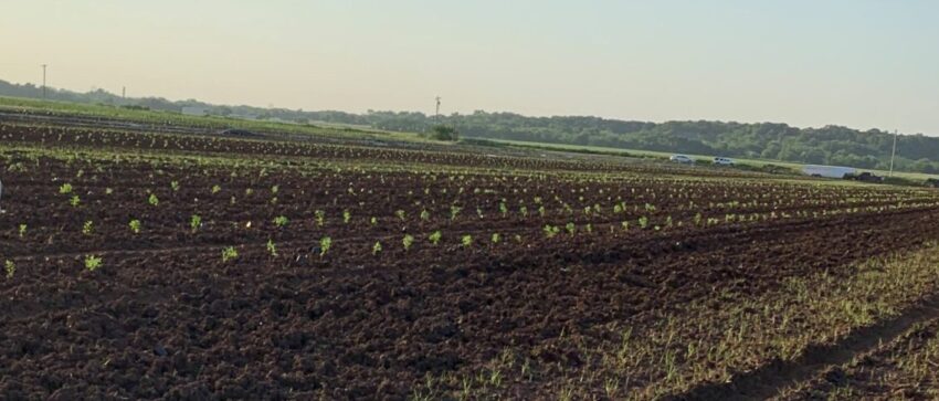 A field with many plants growing in it